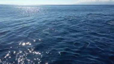 Mavi okyanusta şişe burunlu yunuslar hava aracı görüntüleri