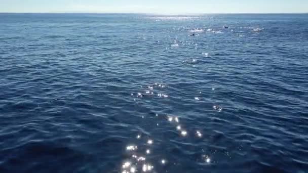 Mavi Okyanusta Şişe Burunlu Yunuslar Hava Aracı Görüntüleri — Stok video