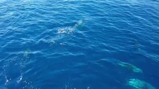 Дельфіни Блакитних Океанічних Аеродромах — стокове відео