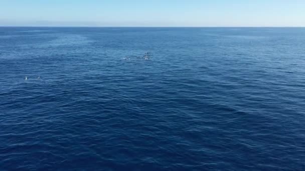 장면에 나오는 돌고래들 — 비디오