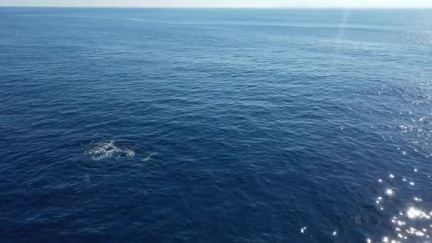 Dauphins Gros Nez Dans Océan Bleu Images Aériennes Drone — Video