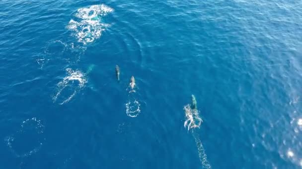Delfiny Butelkowane Niebieskim Oceanie Materiał Filmowy Drona — Wideo stockowe