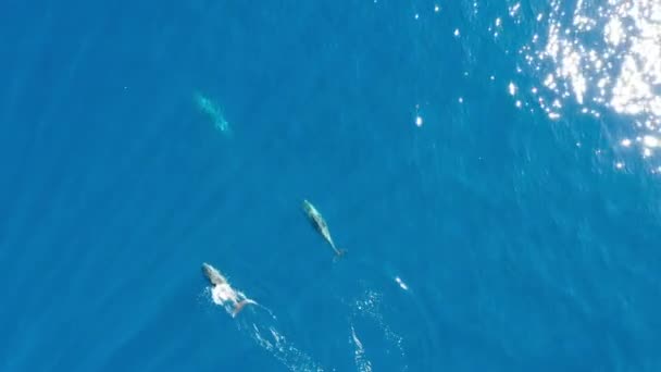 Delfini Tursiopi Blu Oceano Filmati Drone Aerea — Video Stock