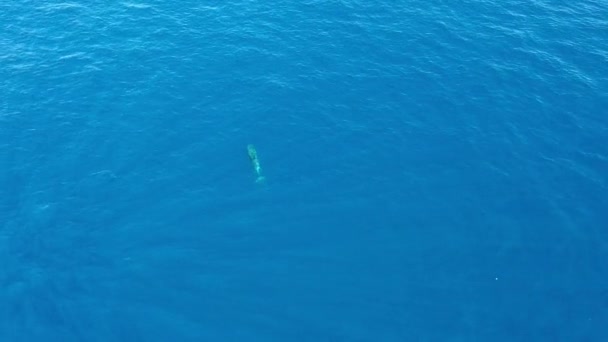 Delfines Nariz Botella Imágenes Aviones Tripulados Del Océano Azul — Vídeo de stock