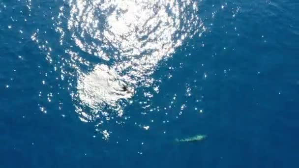 Delfines Nariz Botella Imágenes Aviones Tripulados Del Océano Azul — Vídeos de Stock