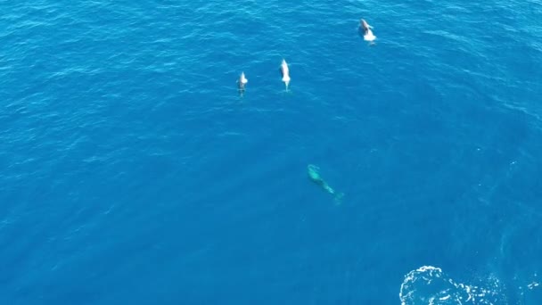 Delfines Nariz Botella Imágenes Aviones Tripulados Del Océano Azul — Vídeo de stock