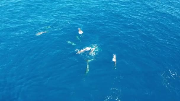 Дельфины Дроны Синем Океане — стоковое видео