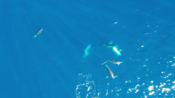 Palackorrú Delfinek Kék Óceán Légi Felvételein — Stock videók