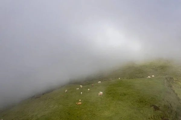 Azores Pico Island Cow Fog Background Aerial Drone — Stock Photo, Image