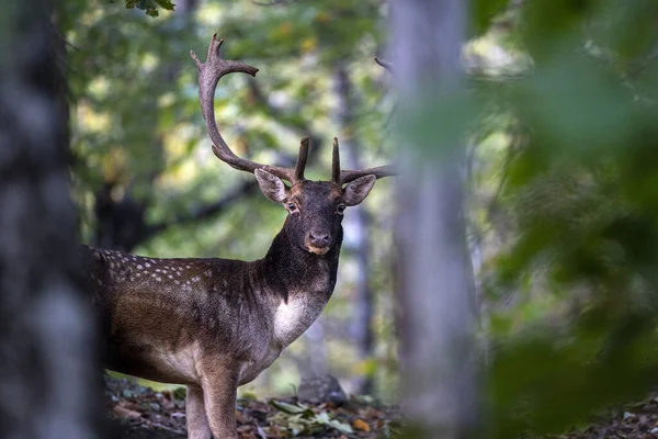 在秋天的森林里 雄性小鹿在恋爱中打嗝 — 图库照片
