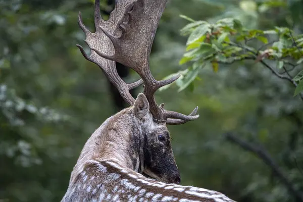 Macho Ciervo Barbecho Amor Temporada Fuelle Bosque Otoño — Foto de Stock