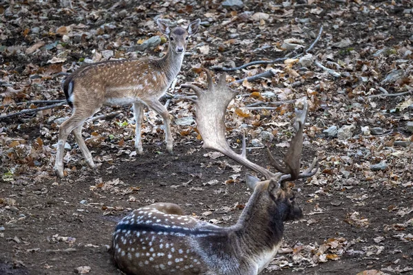 male and female fallow deer in love bellow season in the forest in autumn