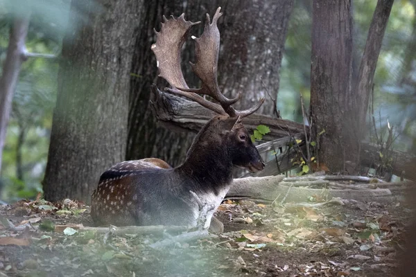 在秋天的森林里 雄性小鹿在恋爱中打嗝 — 图库照片