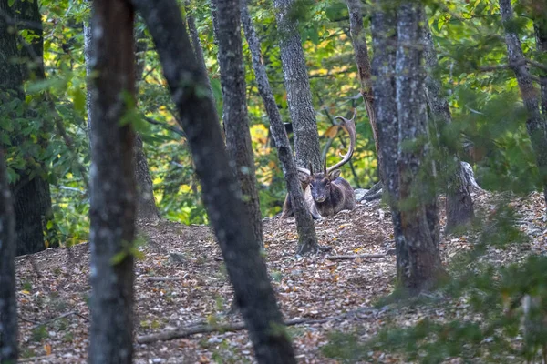 秋の森の下の季節に恋に落ちるオスの鹿 — ストック写真