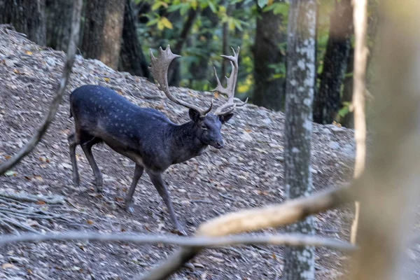 Macho Negro Melánico Barbecho Ciervo Enamorado Fuelle Estación Bosque Otoño —  Fotos de Stock