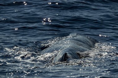 Sperm Balina gün batımında yakın