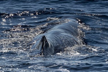 Sperm Balina gün batımında yakın