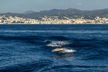 Çizgili yunus denize yakın Cenova şehir dışında atlama