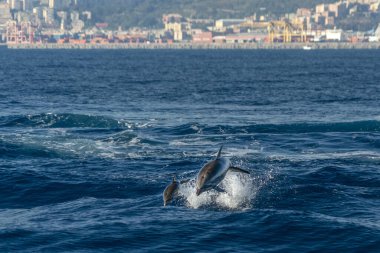 Çizgili yunus denize yakın Cenova şehir dışında atlama
