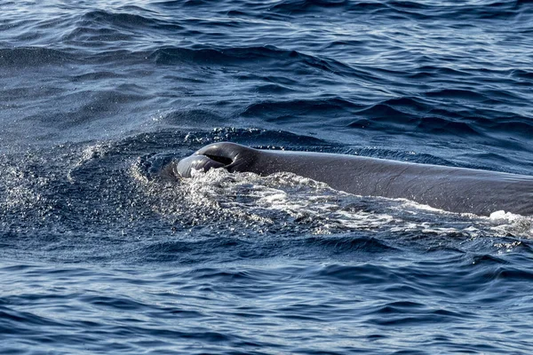 Sperma Velryba Rána Díra Při Západu Slunce Zblízka — Stock fotografie