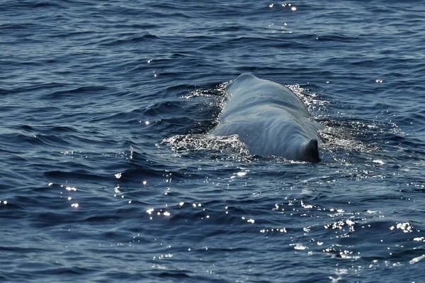 Sperm Whale Pôr Sol Perto — Fotografia de Stock