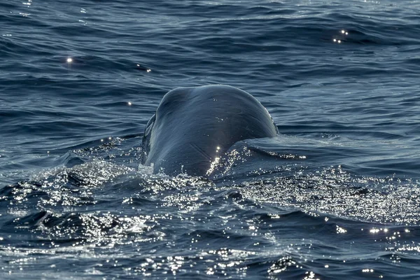 Σπέρμα Φάλαινα Τρύπα Φύσημα Στο Ηλιοβασίλεμα Κοντά — Φωτογραφία Αρχείου