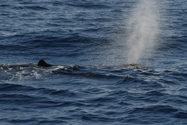 Baleine Sperme Soufflant Coucher Soleil Gros Plan — Photo