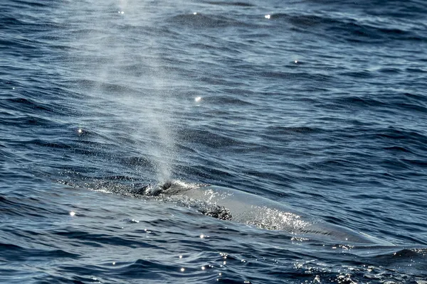 Baleine Sperme Soufflant Coucher Soleil Gros Plan — Photo
