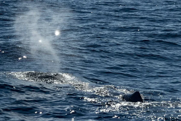 Wieje Sperm Whale Zachodzie Słońca Zbliżenie — Zdjęcie stockowe