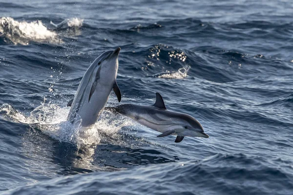 Delfín Rayado Saltando Fuera Del Mar Cerca Ciudad Génova — Foto de Stock