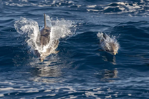 Striped Dolphin Jumping Sea Genoa Town — Stock Photo, Image