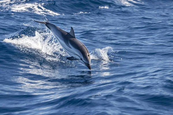 Pasiasty Dolphin Skoków Poza Morza Pobliżu Miasta Genua — Zdjęcie stockowe