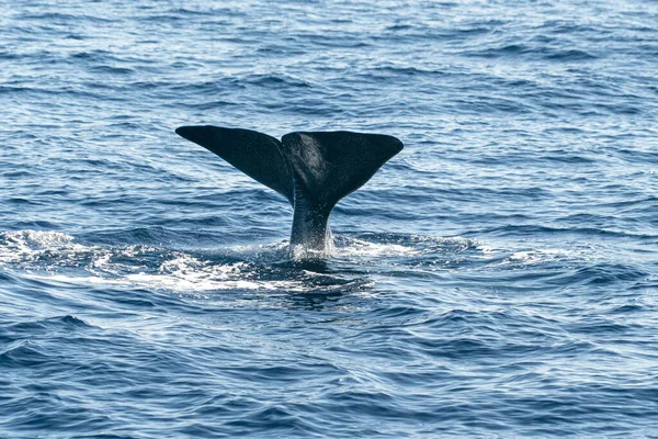 Perm Whale Svans Medan Går Ner Vid Solnedgången Närbild — Stockfoto