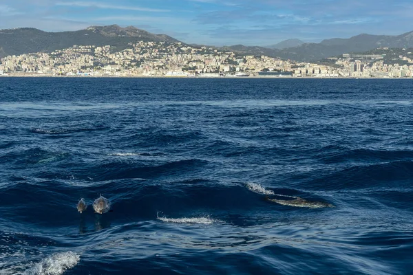 Çizgili yunus denize yakın Cenova şehir dışında atlama