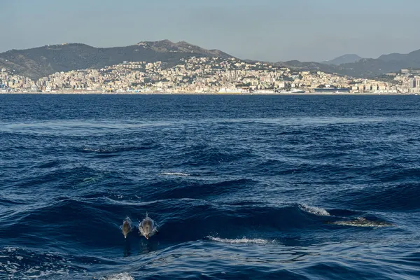 Çizgili Yunus Denize Yakın Cenova Şehir Dışında Atlama — Stok fotoğraf