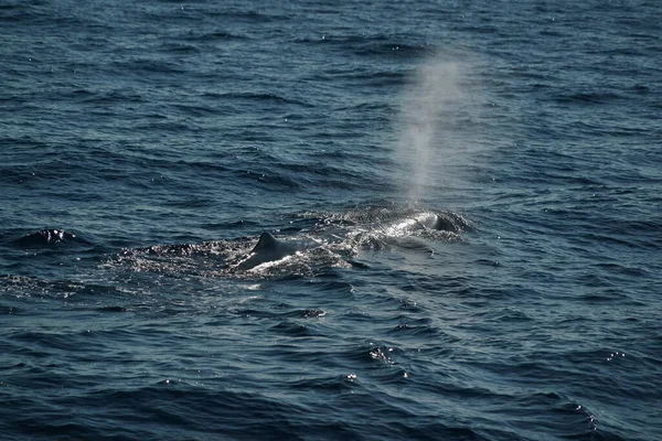 Baleine Sperme Soufflant Coucher Soleil Gros Plan — Photo