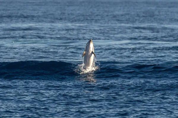 Полосатый Дельфин Выпрыгивает Моря Возле Города Генуя — стоковое фото