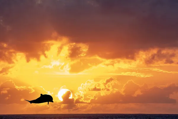 Delfín Rayado Sol Maravilloso Atardecer Paisaje Polinesia Francesa —  Fotos de Stock