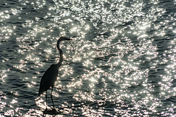 Heron Silhouette Sea Reflections — Stock Photo, Image