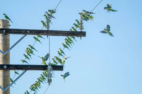 Много Зеленых Попугаев Кабеле Высокого Напряжения — стоковое фото