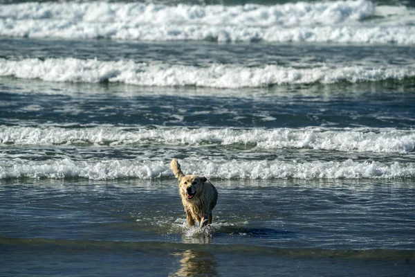 Weißer Wolfshund Strand Des Ozeans — Stockfoto