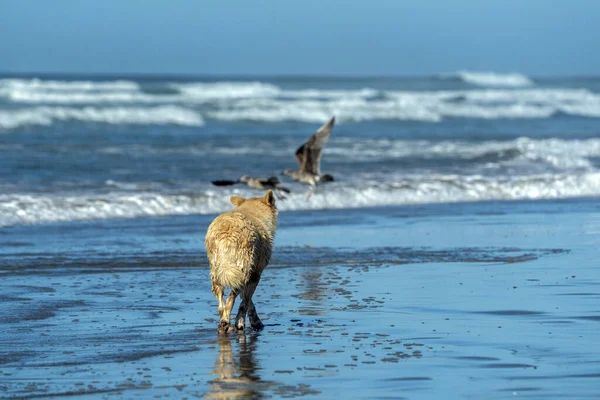 Perro Lobo Blanco Playa Del Océano —  Fotos de Stock