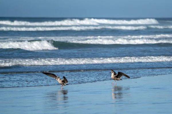 Mouettes Sur Océan Pacifique Plage — Photo