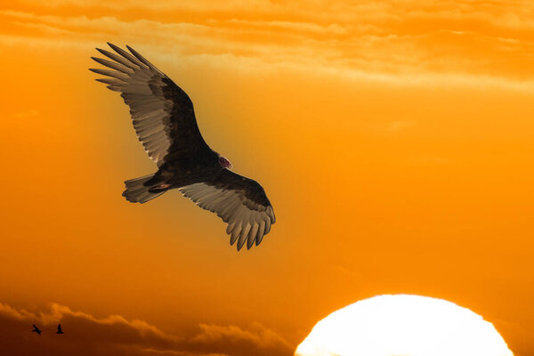 Isolated vulture, buzzard looking at you with open wings on the golden sunset background