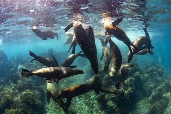 Acercándose Familia Lobos Marinos Bajo Agua Para Divertirse Jugar —  Fotos de Stock