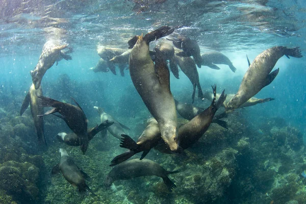 Zbliża Się Morze Lion Rodzina Pod Wodą Zabawy Gry — Zdjęcie stockowe