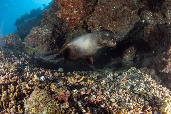 Cucciolo Californiano Mare Leone Sigillo Venuta Voi Divertirsi Giocare — Foto Stock