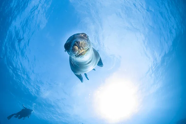 Щенок Калифорнийский Морской Котик Приходит Повеселиться Поиграть — стоковое фото