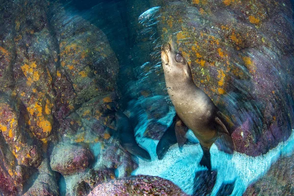 Cachorro Californiano Lobo Marino Foca Que Viene Usted Para Divertirse — Foto de Stock