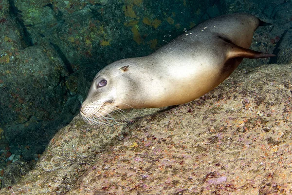 Filhote Cachorro Californiano Foca Leão Marinho Chegando Você Para Divertir — Fotografia de Stock